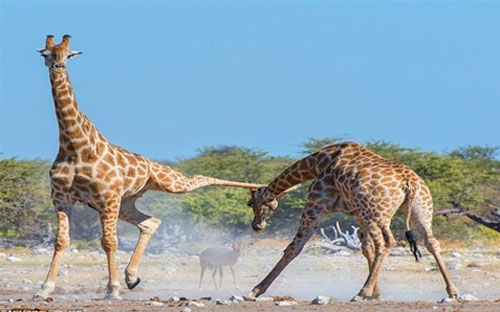 Hươu cao cổ xuất đòn hiểm đại chiến đồng loại