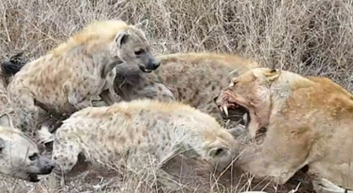 Chạm trán linh cẩu, đôi sư tử thua "mất mặt"