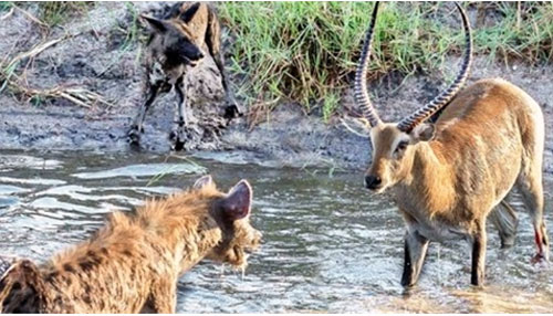 Chó hoang ấm ức khi bị linh cẩu cướp trắng mồi ngon