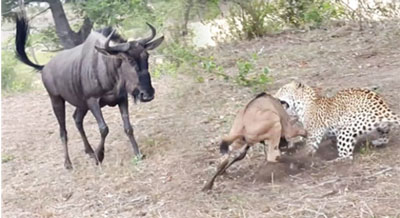 Linh dương đầu bò nổi điên khiến con mất mạng?