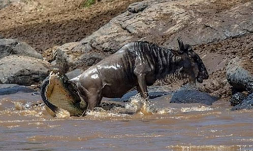 Ngựa vằn "cứu" linh dương đầu bò khỏi hàm cá sấu