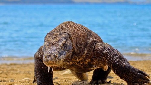 Những điều ít biết về một số động vật sinh sản mà không cần giao phối