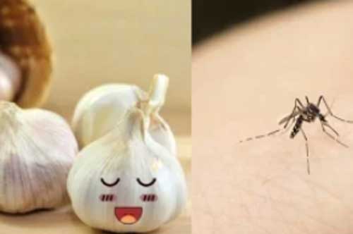 Những cách đuổi muỗi an toàn không dùng hóa chất, bảo vệ gia đình khỏi sốt xuất huyết