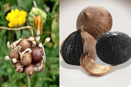 7 loại rau củ "thần dược" dùng để phòng ngừa bệnh ung thư