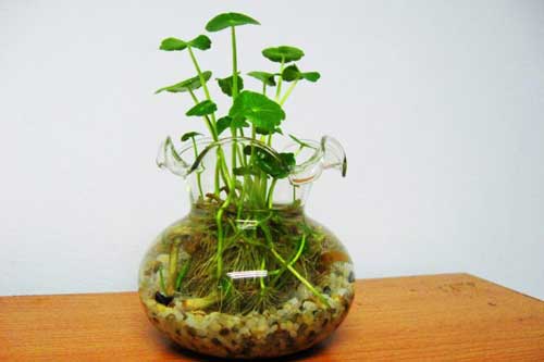 Kỹ thuật trồng rau má Nhật thủy sinh xanh mướt cho không gian trong lành