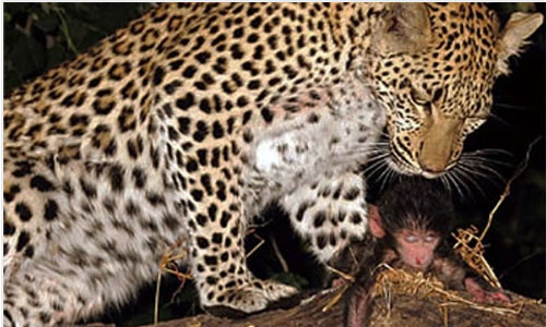 Báo hoa mai giết khỉ mẹ, âu yếm khỉ con khiến nhiều người kinh ngạc