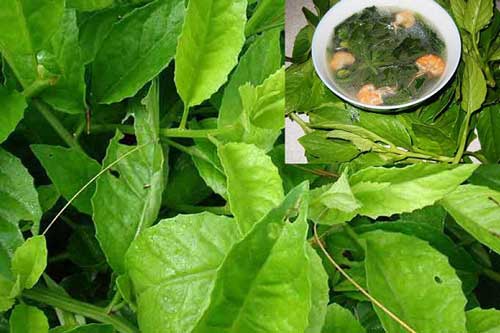 Cây rau bầu đất ăn cực ngon, chữa bệnh hiệu quả ai cũng có thể trồng