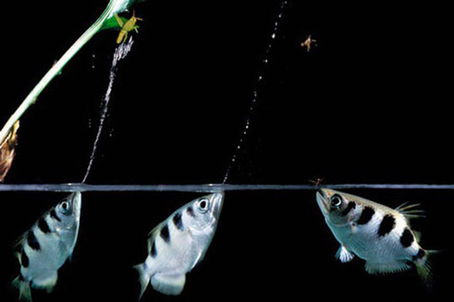 CLIP: Ngỡ ngàng trước cách săn mồi 'siêu bá đạo' của cá mang rổ