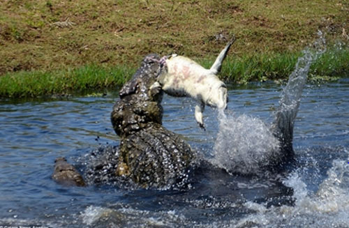 Cá sấu khổng lồ xé xác đồng loại làm mồi ngon