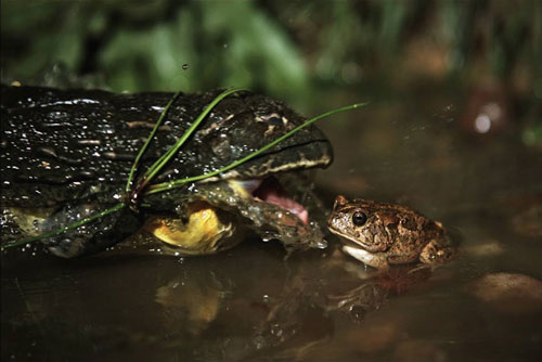 CLIP: Con cóc không thể 'thoát án tử' khi chạm mặt ếch yêu tinh