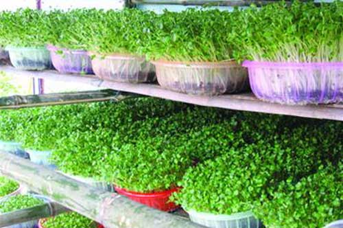 Kỹ thuật trồng rau mầm trên đất đơn giản ngay tại nhà