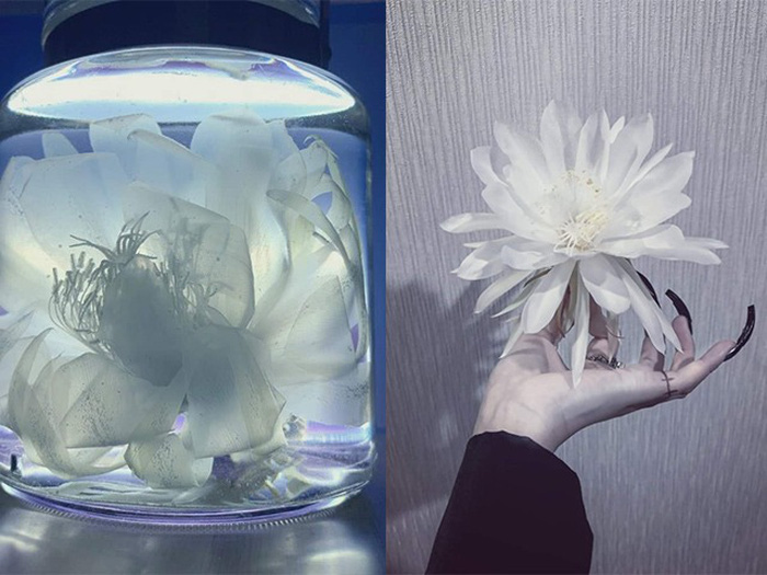 Chiêm ngưỡng loài hoa mỹ nhân chỉ nở 1 lần trong năm