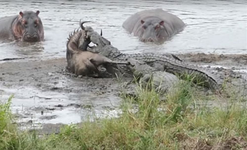 Hà mã "nổi điên", cá sấu mất mồi không dám ho he