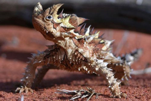 CLIP: 'Choáng' khi nhìn thấy loài bò sát có nhiều đặc điểm giống khủng long