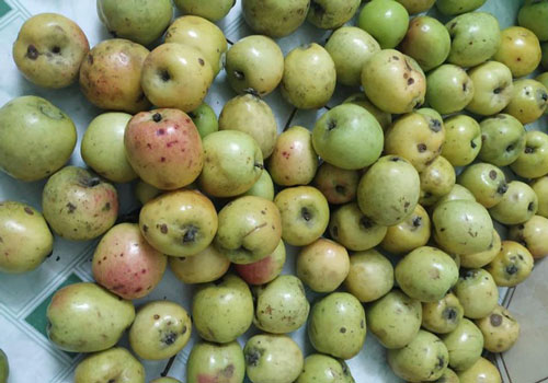 Thua xa táo Mỹ, thứ quả chua chát khiến khách 'phát cuồng' tìm mua cả yến