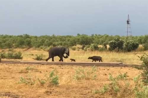 Trâu con 'chơi bài' bất ngờ, voi to xác bỏ chạy