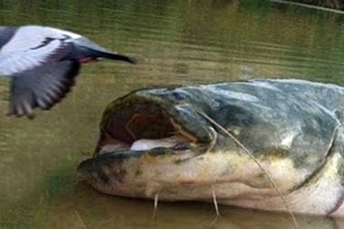 Quái vật nước ngọt khổng lồ "tóm" chim trên bờ ăn thịt