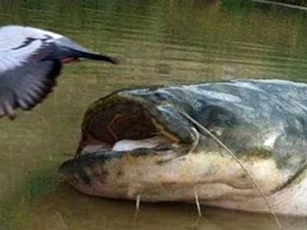 Quái vật nước ngọt khổng lồ "tóm" chim trên bờ ăn thịt