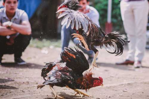 Cảnh sát tử vong khi bị gà chọi tấn công