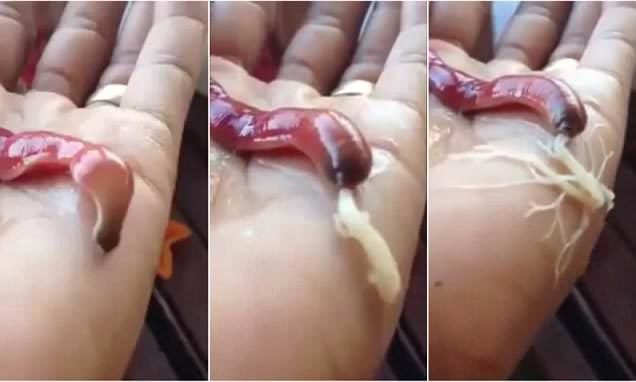 Loài giun kỳ lạ biết phun 'mạng nhện' bắt mồi