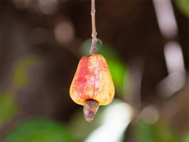 Hạt điều sống là thực phẩm cực nguy hiểm nếu ăn phải. Ảnh minh họa 