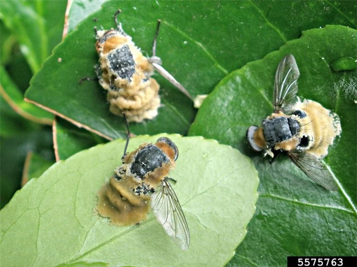 Loài nấm biến ruồi thành xác sống, sử dụng "mỹ nhân kế" để lây bệnh qua đường tình dục - Ảnh 2.