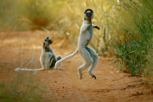 CLIP: Kinh ngạc với cách di chuyển 'siêu bá đạo' của vượn cáo Sifaka