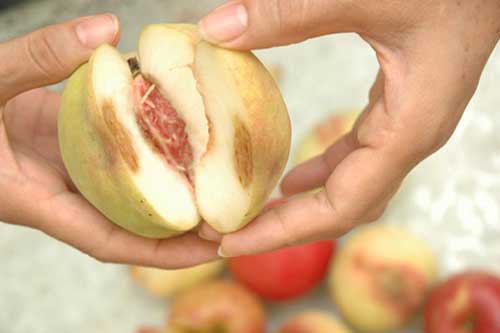 Những thói quen ăn trái cây khiến mất sạch chất lại còn rước ung thư, ký sinh trùng