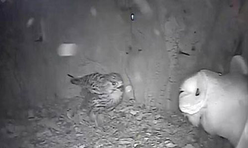 Chim cắt đại chiến với cú lợn để giành tổ