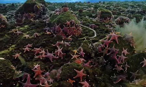 Cận cảnh loài sao biển bí ẩn dưới đáy Nam cực