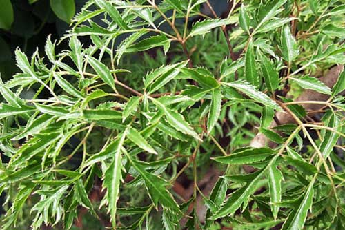 Đặc điểm và tác dụng của cây đinh lăng đối với sức khỏe