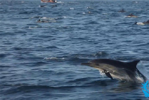 CLIP: Đàn cá heo chọn 'cược với tử thần' để kiếm ăn