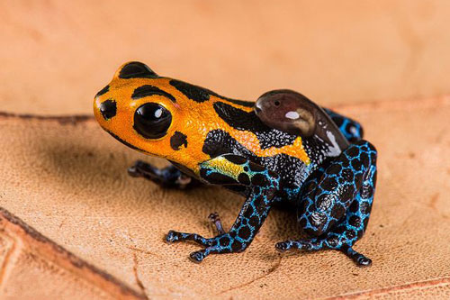 CLIP: Tận mắt chứng kiến cảnh ếch phi tiêu bố cõng nòng nọc con đi tìm môi trường sống mới