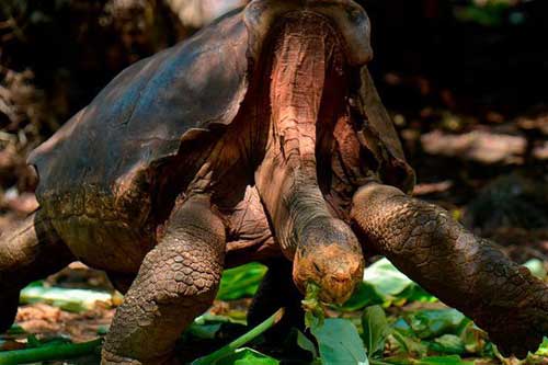 Những loài động vật thoát tuyệt chủng nhờ nuôi nhốt