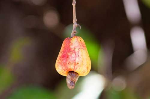 Chỉ mặt 15 loại thực phẩm nguy hiểm nhất thế giới