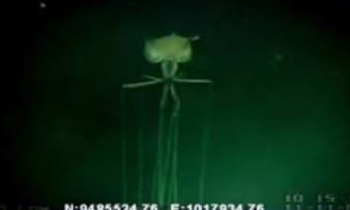 CLIP: Cận cảnh loài mực có hình thù kỳ lạ được phát hiện ở độ sâu 2.500 mét dưới đáy vịnh Mexico