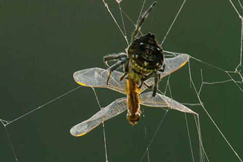 CLIP: Nhện vỏ cây Darwin vượt sông 'cực bá đạo'