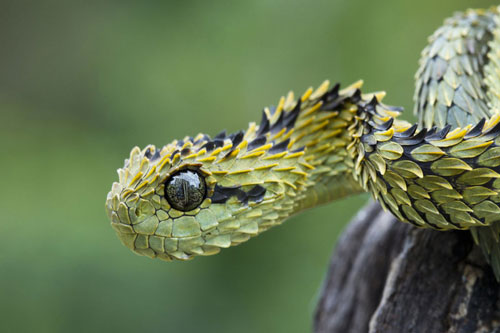 CLIP: Rắn vảy gai - 'Hậu duệ' của loài rồng trong truyền thuyết