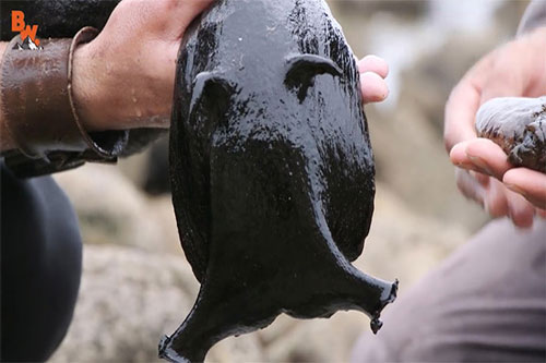 CLIP: 'Sốc' khi nhìn thấy loài siêu ốc sên lớn nhất thế giới