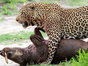 Toát mồ hôi giết lợn rừng, báo có yên ổn chén thịt?