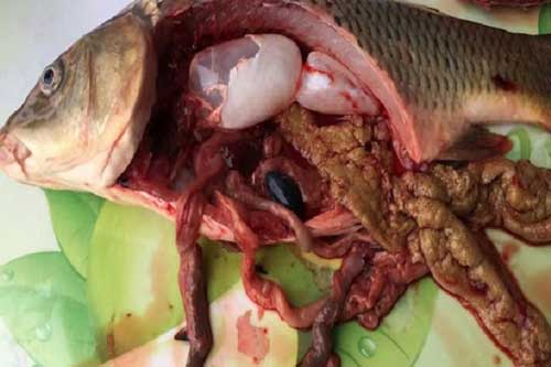 6 bộ phận của cá chứa nhiều chất độc, thèm đến mấy cũng nên cân nhắc khi ăn