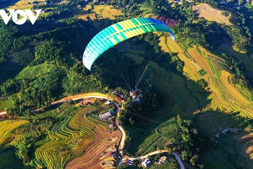 Ảnh: Mùa vàng rực rỡ trên rẻo cao Bình Liêu