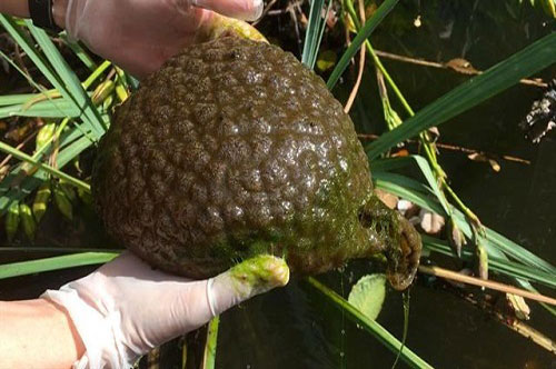 CLIP: Kinh ngạc khi nhìn thấy loài sinh vật có hình bộ não, dẻo như thạch dưới hồ nước ở Canada