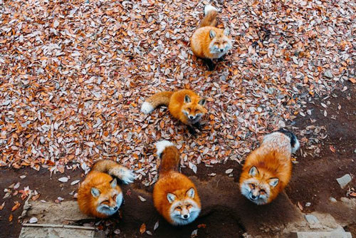 Top 10 điểm đến thú vị nơi động vật vây quanh du khách để xin ăn