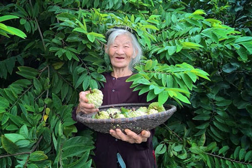 Bài văn miêu tả ‘Vườn nhà bà’ toàn dấu huyền, vừa bình dị lại cực gần gũi thân thương