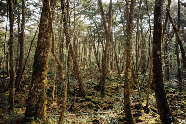 Khu rừng tự sát Aokigahara: Nơi tăm tối và im lặng tuyệt đối với những câu chuyện rùng rợn đầy ám ảnh - Ảnh 2.