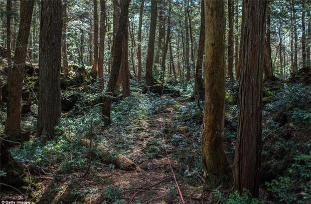 Khu rừng tự sát Aokigahara: Nơi tăm tối và im lặng tuyệt đối với những câu chuyện rùng rợn đầy ám ảnh - Ảnh 5.