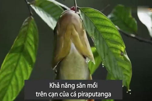 CLIP: Kinh ngạc khi thấy cảnh cá piraputanga  bật lên khỏi mặt nước để... 'hái' trái cây
