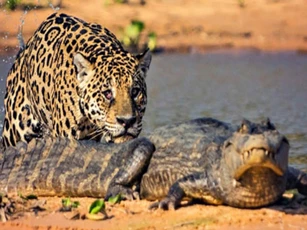 CLIP: Báo đốm bơi qua sông, đoạt mạng cá sấu Caiman trong 'một nốt nhạc'