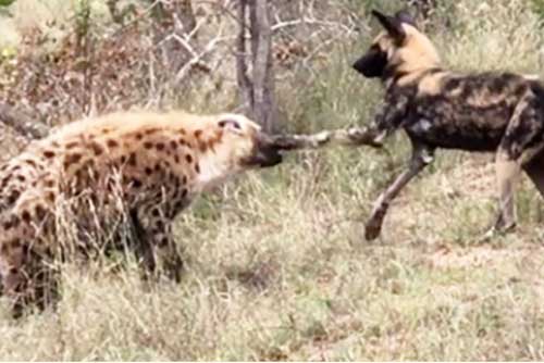Linh cẩu nhẫn nhục bị đàn chó hoang 'cà khịa'